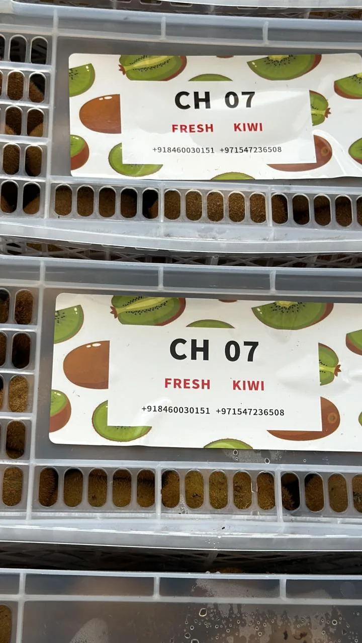 Fresh kiwi